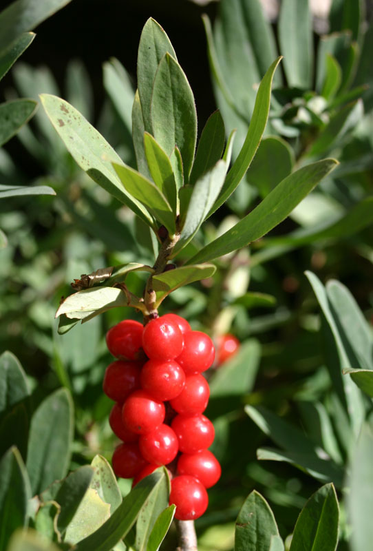 Impatiens glandulifera,balfourii,nolitangere,daphne mezereum